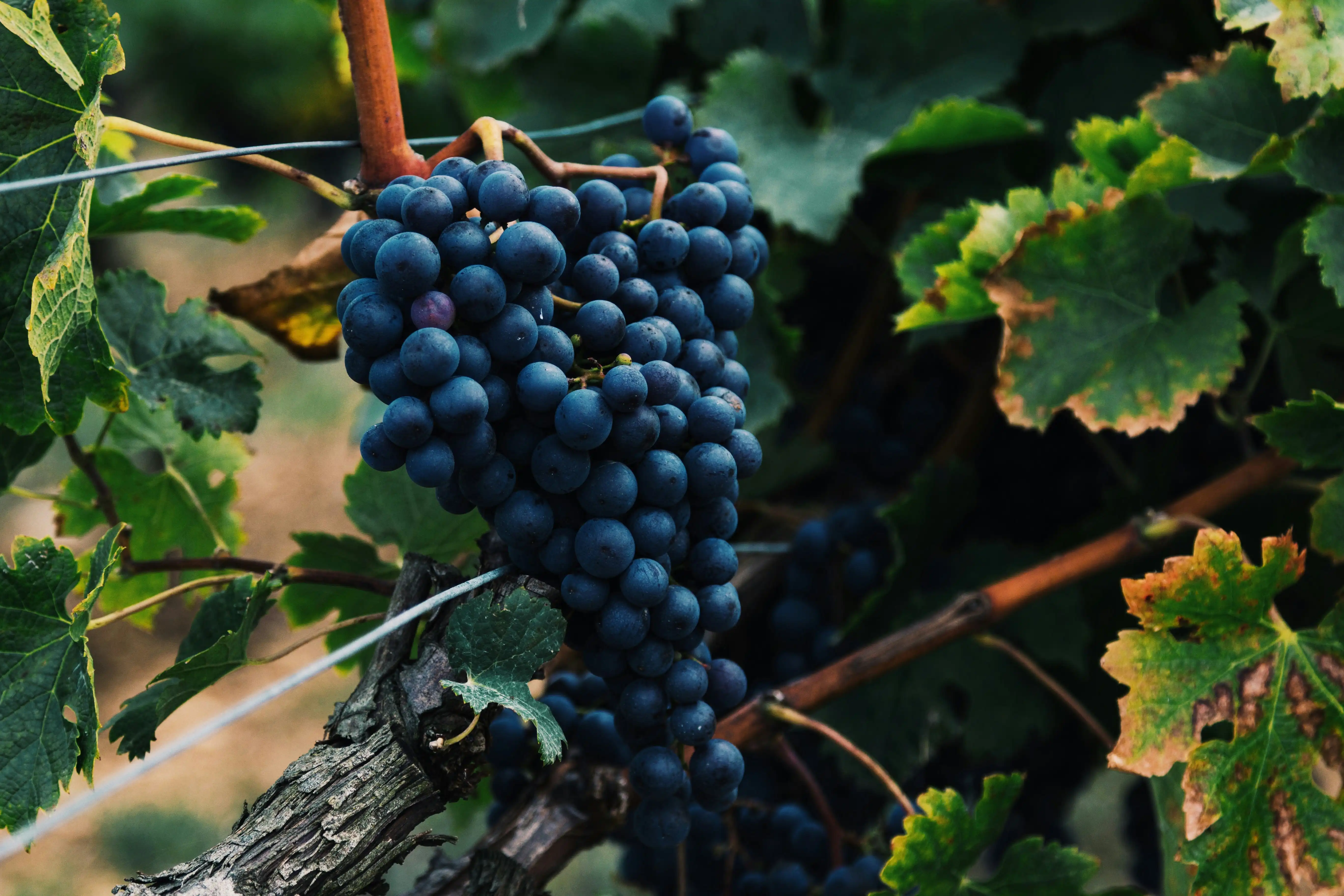 Vineyard in La Chaume, Vix, France by Al Elmes