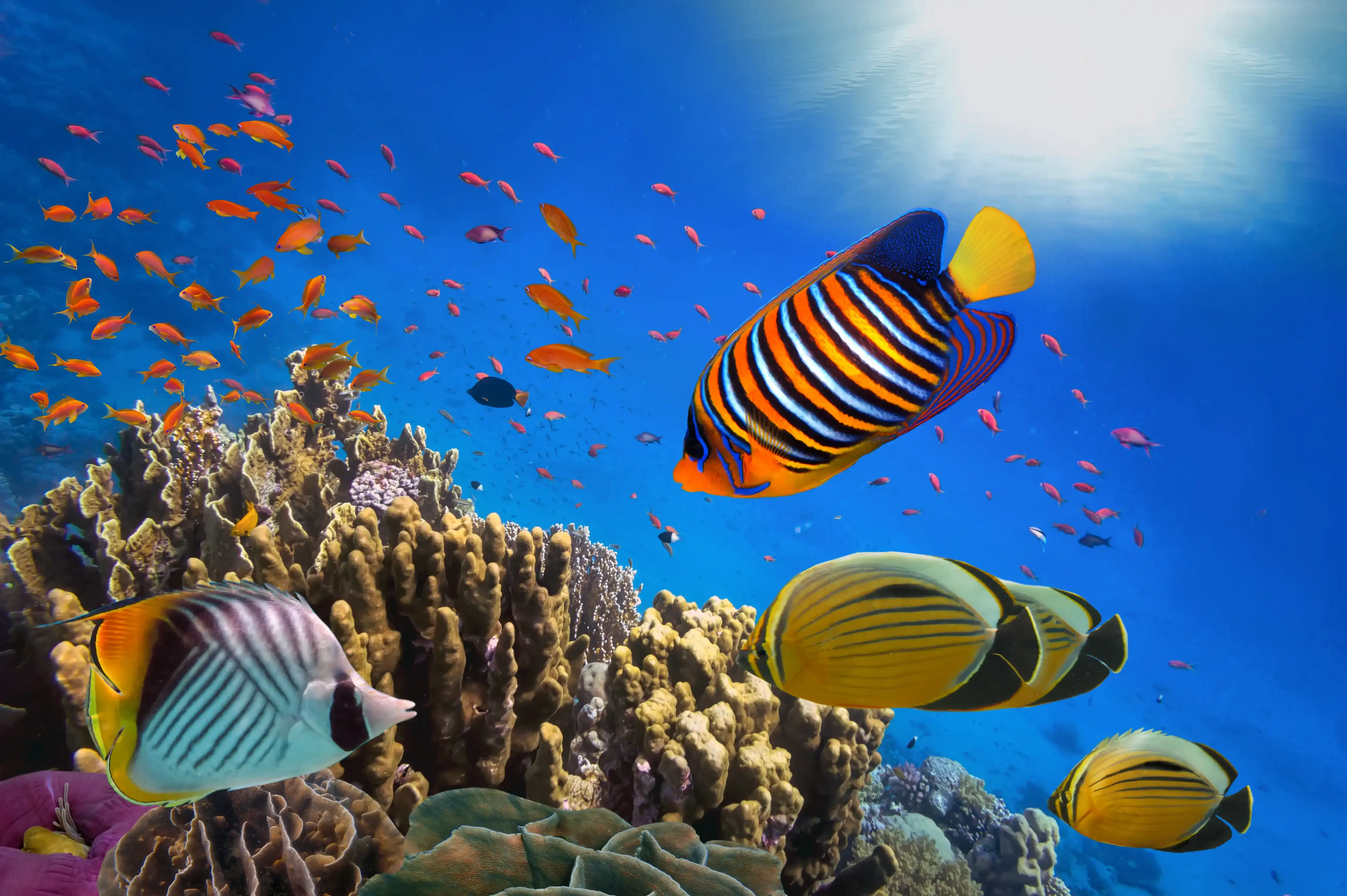 Sharm El Sheikh & the Coral Reefs of Naama Bay